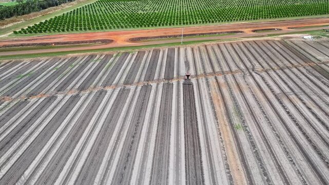 tractor ploughing dirt field for macadamia tree orchard, aerial drone view, rows of green trees, farm farming agriculture agricultural work