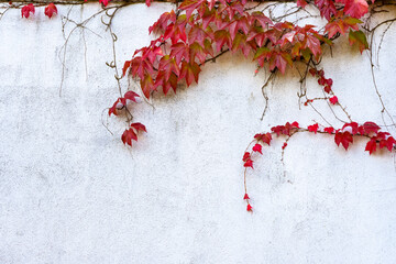 Boston ivy or Grape ivy (Parthenocissus tricuspidata) in red autumn colors climbing on a plastered...