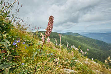 Wakacje w Górach © Thomas