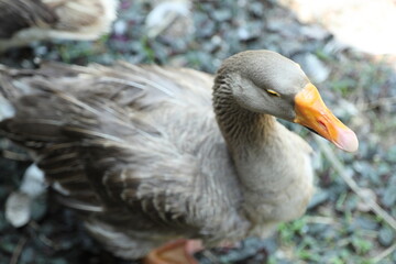 Grey and White Duck