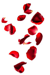 Red rose petals flying in the air on transparent background