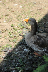 Grey and White Duck