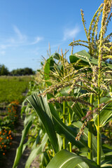 Bushes of delicious corn grow in a small farm.