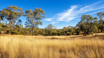 Fototapeta premium Arid, drought-hardy Oz flora