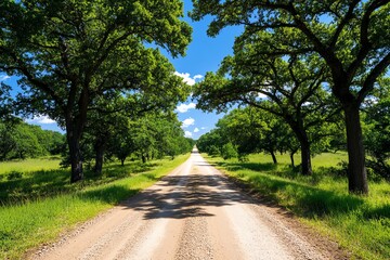 Fototapeta premium A dirt road lined with tall oak trees, their branches forming a natural arch overhead, leading to a quiet countryside