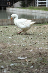 Grey and White Duck