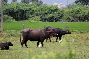 close up shot of buffalo italian buffalo and indian buffalo	