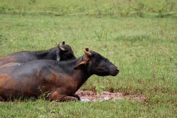 close up shot of buffalo italian buffalo and indian buffalo	