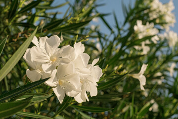 White Nerium oleander shrub with blue sky in background. Oleander is poisonous plant.