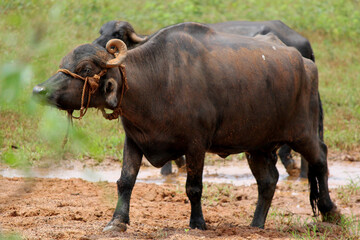 close up shot of buffalo italian buffalo and indian buffalo	