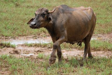 Obraz premium close up shot of buffalo italian buffalo and indian buffalo 