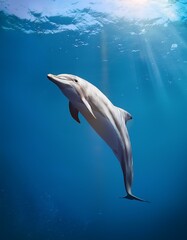 Obraz premium dolphin that floats gently in the ocean using delicate lines to create a sense of lightness and elegance