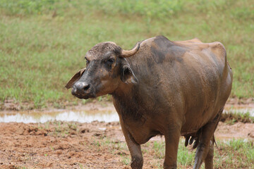 close up shot of buffalo italian buffalo and indian buffalo	