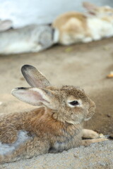 Rabbits in Farm