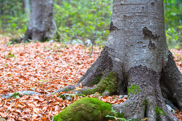 Autumn forest and blurred on the background, natural scenery. Tree trunk overgrown with thick moss, autumn natural pedestal for a product display. 