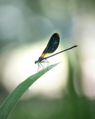 
The image shows a delicate dragonfly perched on the tip of a green leaf. The focus is primarily on the insect, with its shiny, translucent wings reflecting dark tones and slight tones of orange.