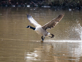 Canada Goose Taking Off on a Lake