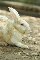 Rabbits in Farm