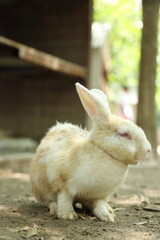 Rabbits in Farm