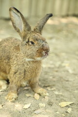 Rabbits in Farm