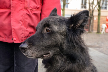 Chien, race Berger belge, Canis lupus familiaris