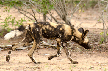 Lycaon, Lycaon pictus, Parc national Kruger, Afrique du Sud