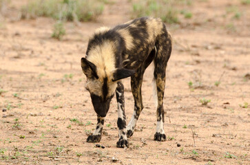 Lycaon, Lycaon pictus, Parc national Kruger, Afrique du Sud