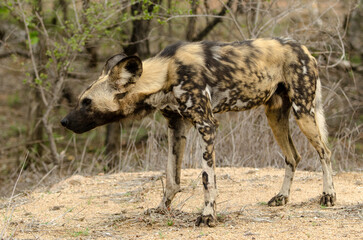 Lycaon, Lycaon pictus, Parc national Kruger, Afrique du Sud