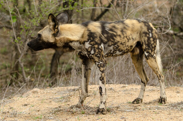 Lycaon, Lycaon pictus, Parc national Kruger, Afrique du Sud