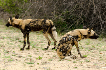Lycaon, Lycaon pictus, Parc national Kruger, Afrique du Sud