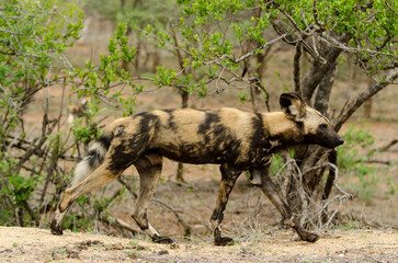 Lycaon, Lycaon pictus, Parc national Kruger, Afrique du Sud
