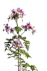 皇帝ダリアの切り抜き