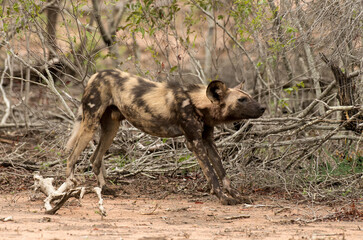 Lycaon, Lycaon pictus, Parc national Kruger, Afrique du Sud
