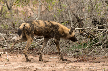 Lycaon, Lycaon pictus, Parc national Kruger, Afrique du Sud