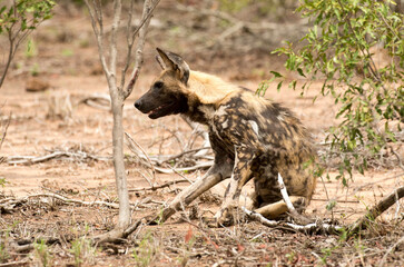 Lycaon, Lycaon pictus, Parc national Kruger, Afrique du Sud