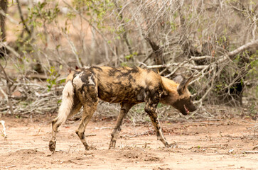Lycaon, Lycaon pictus, Parc national Kruger, Afrique du Sud