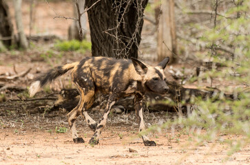 Lycaon, Lycaon pictus, Parc national Kruger, Afrique du Sud