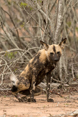 Obraz premium Lycaon, Lycaon pictus, Parc national Kruger, Afrique du Sud