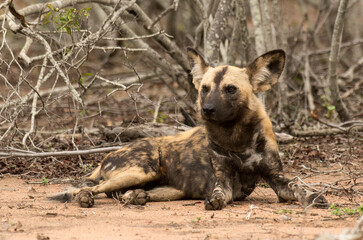 Lycaon, Lycaon pictus, Parc national Kruger, Afrique du Sud