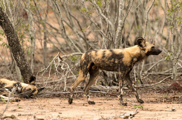 Lycaon, Lycaon pictus, Parc national Kruger, Afrique du Sud