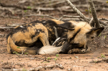Fototapeta premium Lycaon, Lycaon pictus, Parc national Kruger, Afrique du Sud