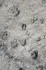 impronte di animali sul fango, animal tracks in the mud