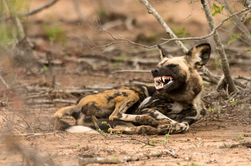 Lycaon, Lycaon pictus, Parc national Kruger, Afrique du Sud