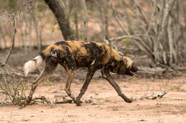 Lycaon, Lycaon pictus, Parc national Kruger, Afrique du Sud