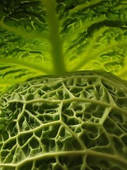 cabbage