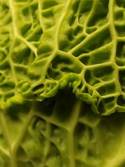 cabbage