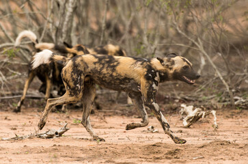 Lycaon, Lycaon pictus, Parc national Kruger, Afrique du Sud