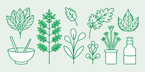 Minimalist Line Art of Garden Herbs: Parsley, Dill, Cilantro Illustrations
