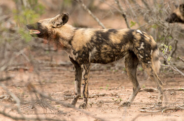 Lycaon, Lycaon pictus, Parc national Kruger, Afrique du Sud