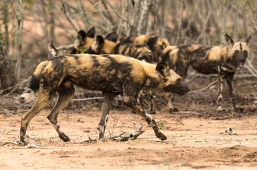 Fototapeta premium Lycaon, Lycaon pictus, Parc national Kruger, Afrique du Sud